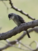 Eastern Wood Pewee